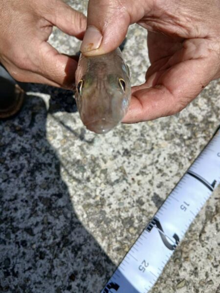 強風、高波、ちょい投げ