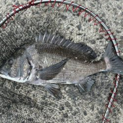 イチノ兄弟、釣果!