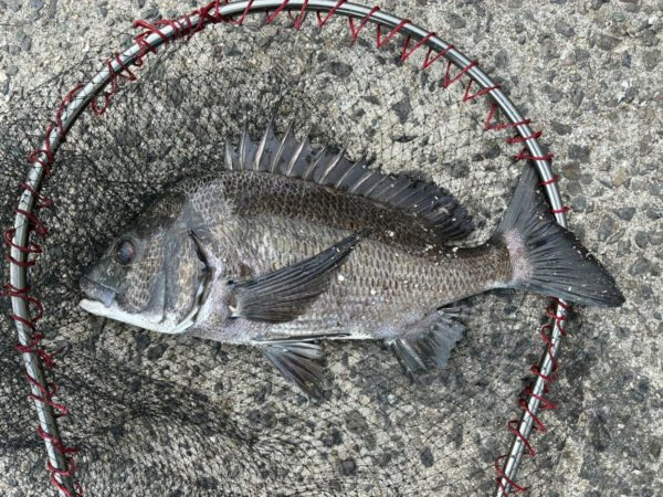 イチノ兄弟、釣果!