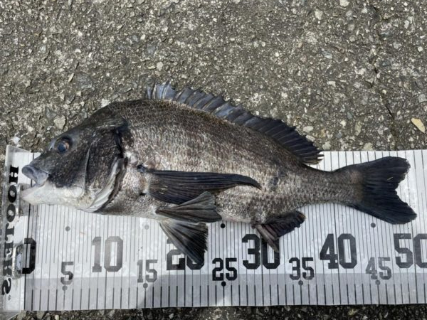 イチノ兄弟、釣果！