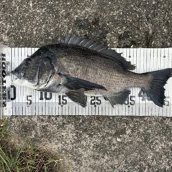 イチノ兄弟、釣果！