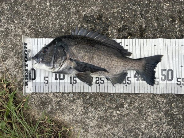 イチノ兄弟、釣果！