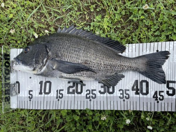 イチノ兄弟、釣果！