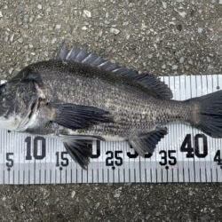 イチノ兄弟、釣果！