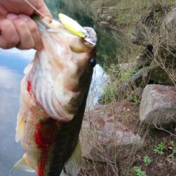 オカッパリで久々の数釣り！