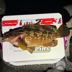 答え合わせ釣行