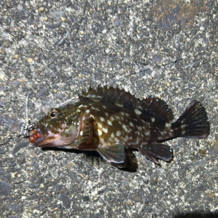 色々釣れました3・・
