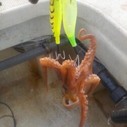 タコ第2戦〜盛和丸〜