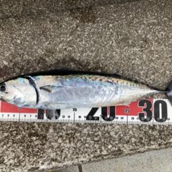 今年初青物はソウダガツオ
