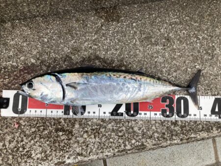 今年初青物はソウダガツオ