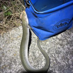 夕涼みがてらにうなぎ釣り