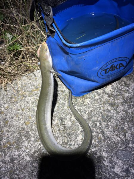 夕涼みがてらにうなぎ釣り