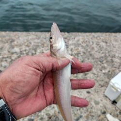 シーズン初の播磨新島釣行