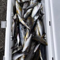 印南沖でイサキ爆釣