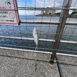 豆サバ大量発生中