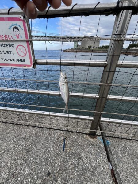 豆サバ大量発生中