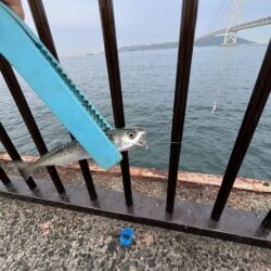 小サバ多め