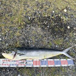 先週に引き続き青物！初シーラ