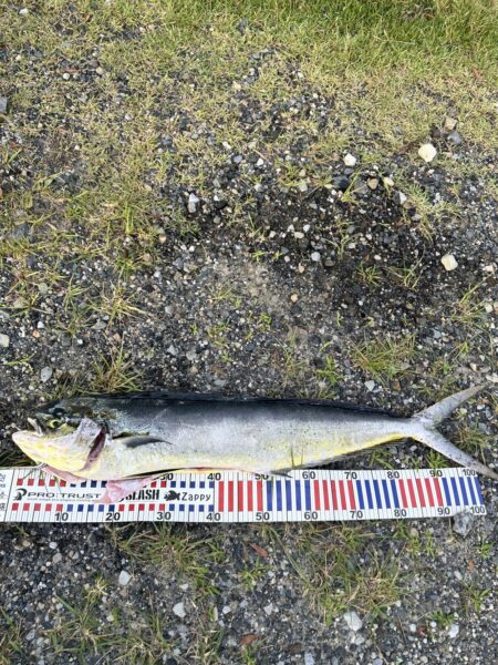 先週に引き続き青物！初シーラ