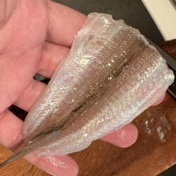 東京湾は魚釣れる