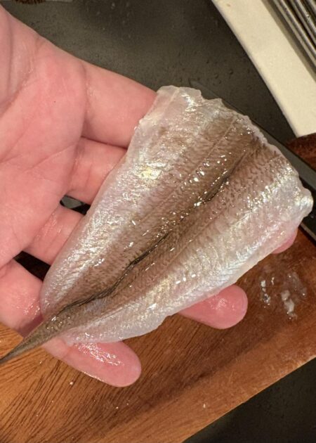 東京湾は魚釣れる