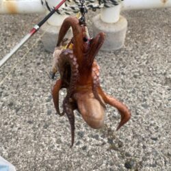 タコ釣り