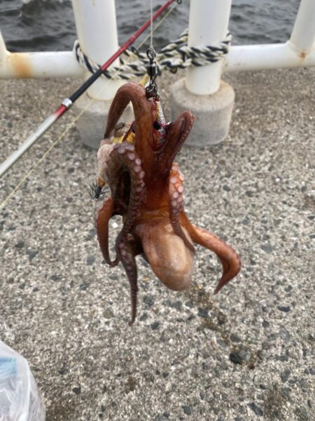 タコ釣り