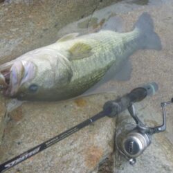 シャッドでバス釣り