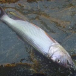 一庫ダム釣行 6月11日