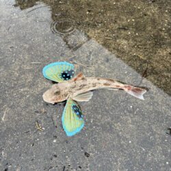 キス釣査in福井