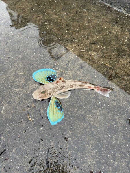 キス釣査in福井
