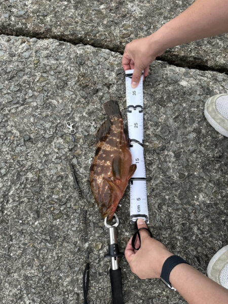 泳がせ