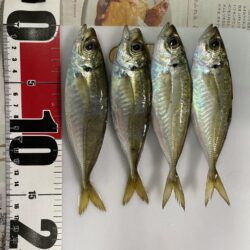 ベイトはバチ