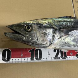 サワラ釣れました〜その2〜