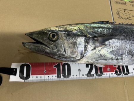 サワラ釣れました〜その2〜