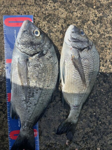 穴水町フカセ釣り