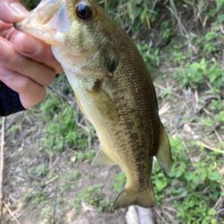 初夏のバス釣り
