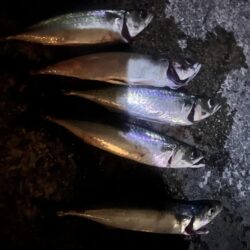 餌の限り大サバ