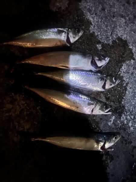 餌の限り大サバ