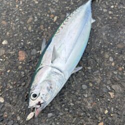 カツオ