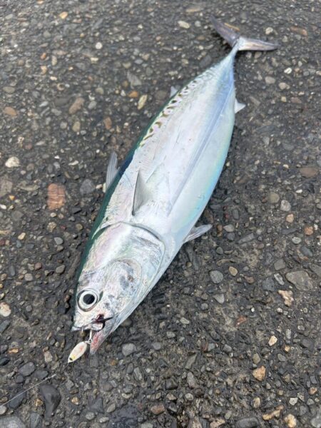 カツオ