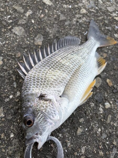 ヘチって来ました