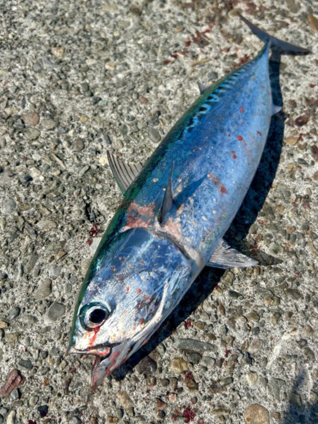 カツオ