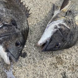 エビ撒きでチヌ釣れてます