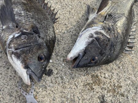 エビ撒きでチヌ釣れてます