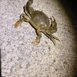 姫路でも豆アジ開幕！！