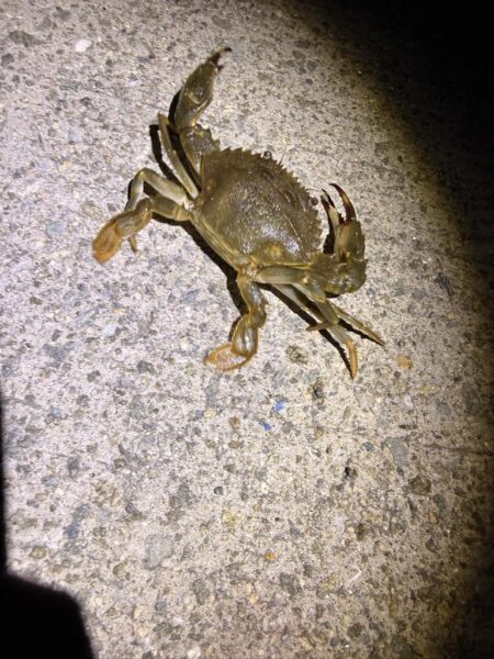 姫路でも豆アジ開幕！！