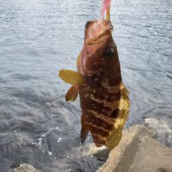 日本海アコウ