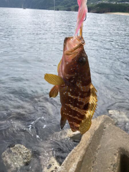 日本海アコウ