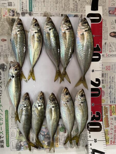 やっと中アジ